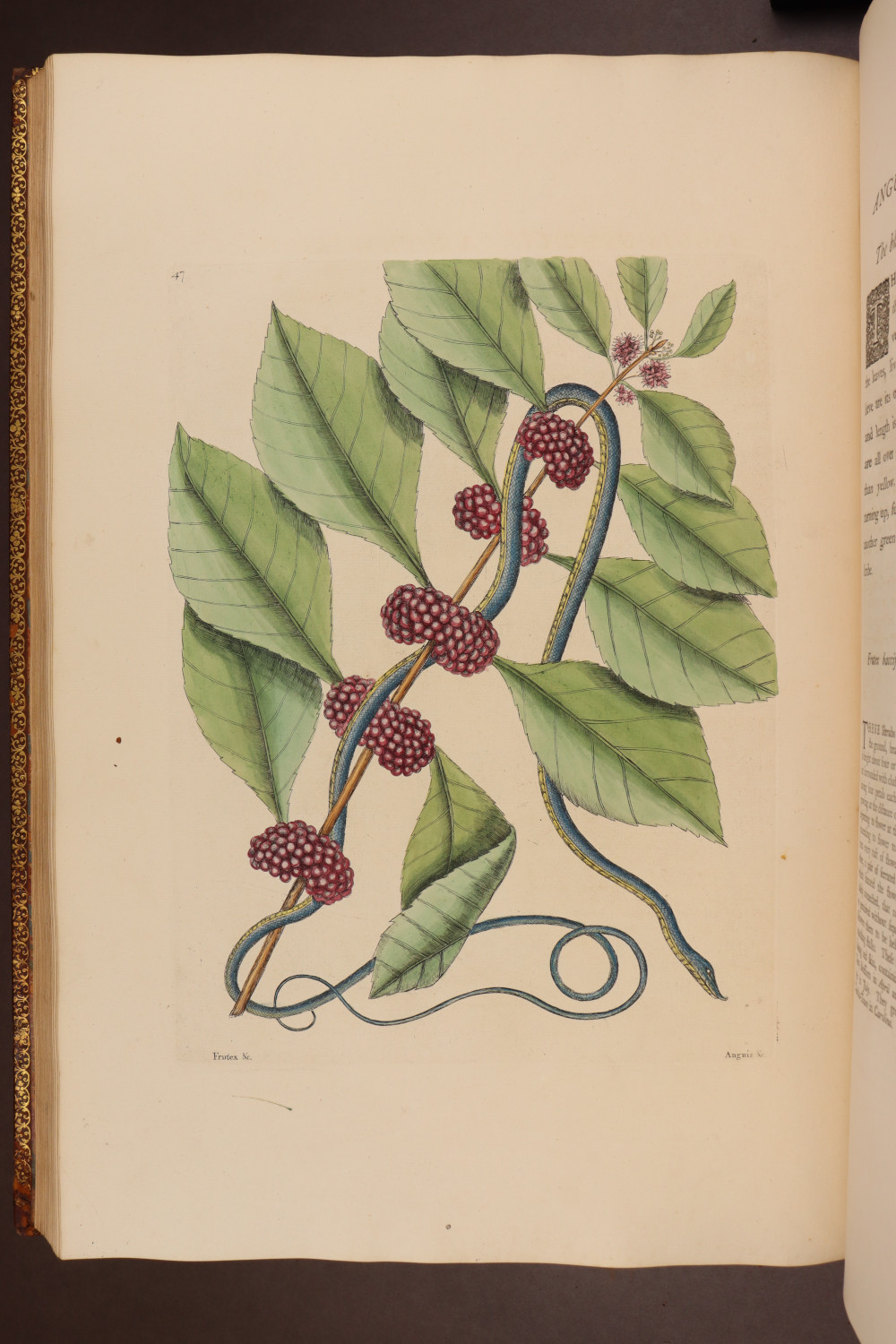 Plate 47